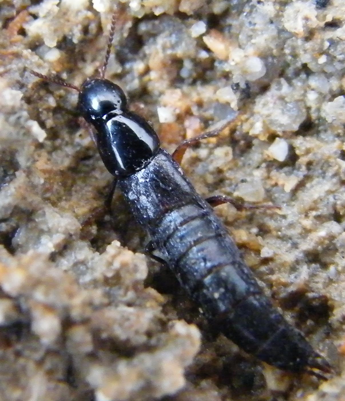 Stafilinide da identificare: Quedius levicollis